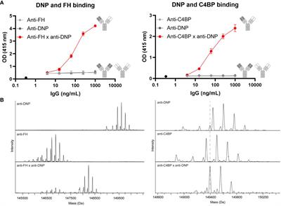 Targeted complement inhibition using bispecific antibodies that bind local antigens and endogenous complement regulators